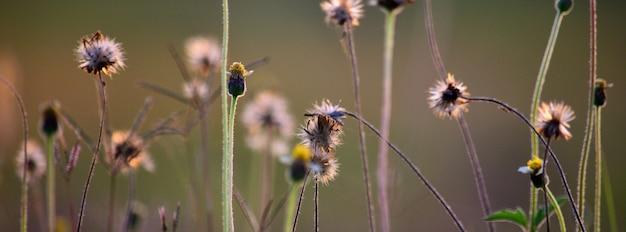 Bella erba del prato in serata. Sfondo della natura