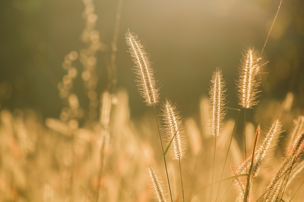 Bella erba fiore (poaceae)