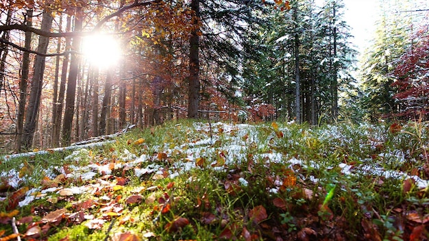 Bella erba secca ricoperta di neve nella brina che svolazza in una leggera brezza contro un cielo blu con il sole