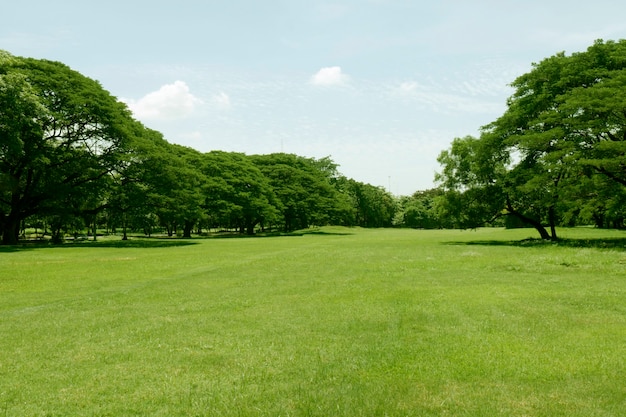 bella erba verde al parco