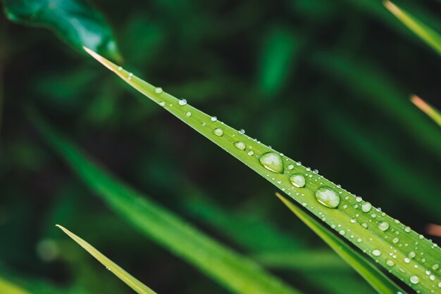 Bella erba verde brillante viva con il primo piano delle gocce di rugiada con lo spazio della copia. Vegetazione pura, piacevole, piacevole con gocce di pioggia alla luce del sole in macro.