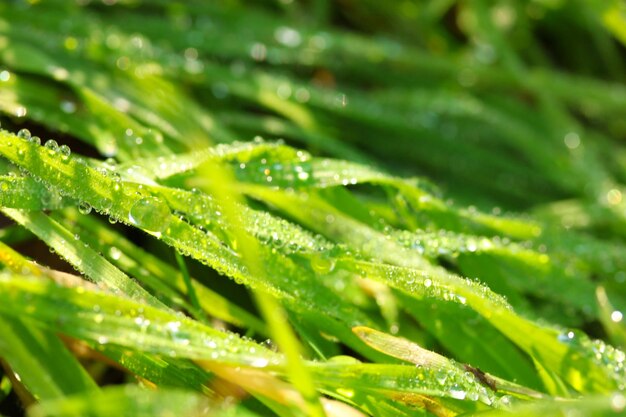 Bella erba verde con rugiada da vicino