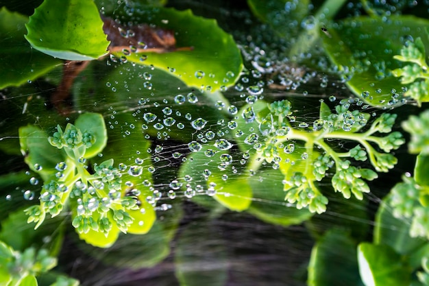 bella erba verde, flora e fogliame