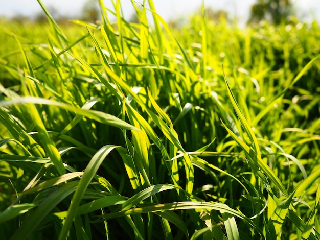 Bella erba verde lussureggiante nel prato o nel campo Il grano invernale è cresciuto su terreni agricoli Tempo soleggiato Radura o prato con vegetazione selvaggia Sfondo naturale