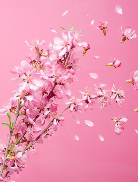 Bella esplosione di fiori primaverili in fiore su uno sfondo rosa