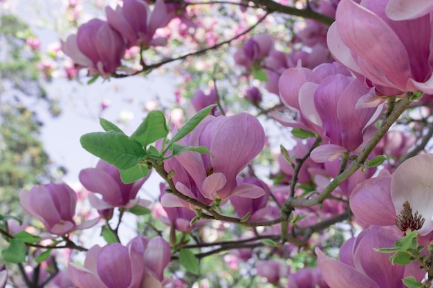 Bella estate o Pasqua sfondo con albero di fiori di magnolia