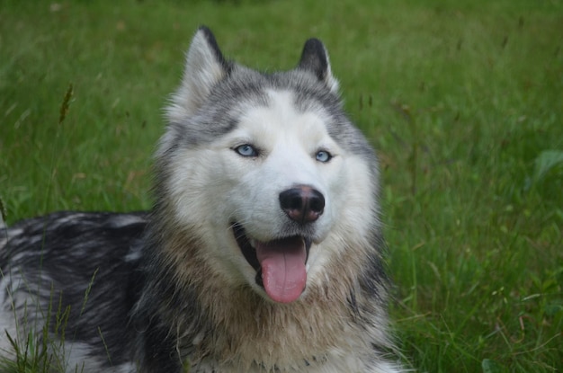 Bella faccia dolce su un cane husky siberiano.