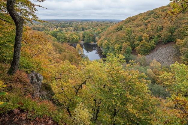 Bella faggeta verde nel sud della Svezia