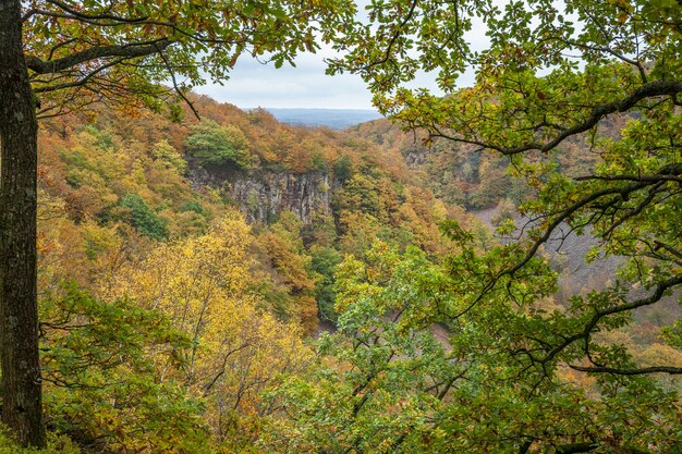 Bella faggeta verde nel sud della Svezia