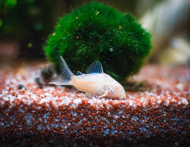 Bella famiglia di corydoras nell'acquario di mu