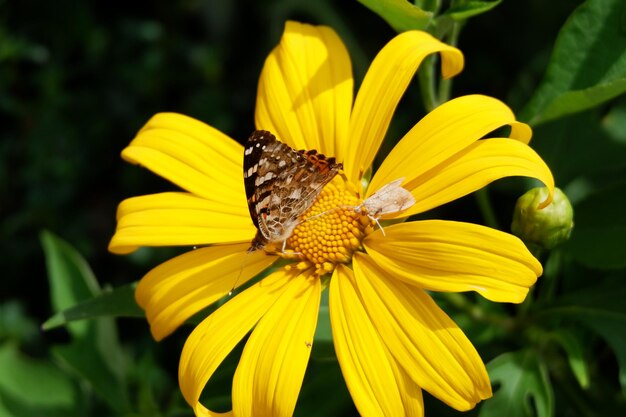 Bella farfalla aggrappata al fiore in natura