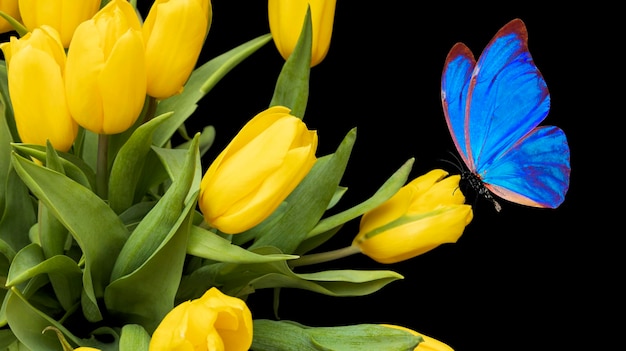 Bella farfalla blu che si siede su un tulipano giallo. bouquet di bellissimi fiori con una falena su sfondo nero. Foto di alta qualità