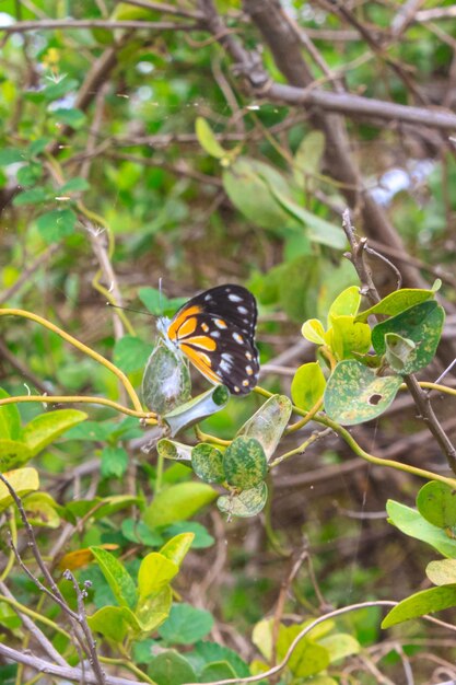 Bella farfalla colorata a piccola foglia nel giardino esterno