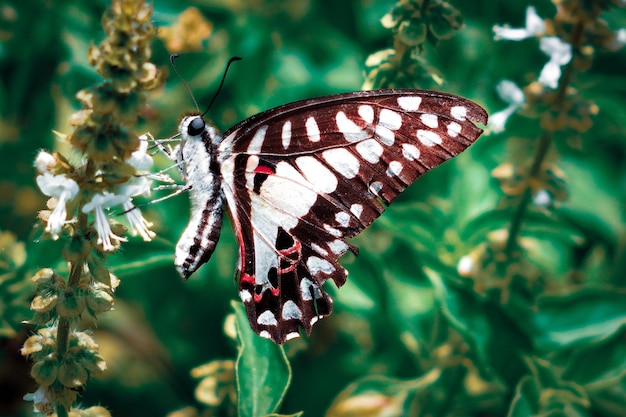 bella farfalla di Graphium doson che vola tra le foglie durante il giorno foto premium