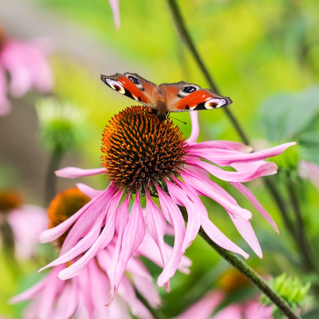 Bella farfalla di pavone europea colorata inachis io aglais io sull'echinacea viola del fiore in