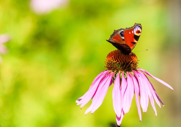 Bella farfalla di pavone europea colorata sull'echinacea viola del fiore in giardino soleggiato