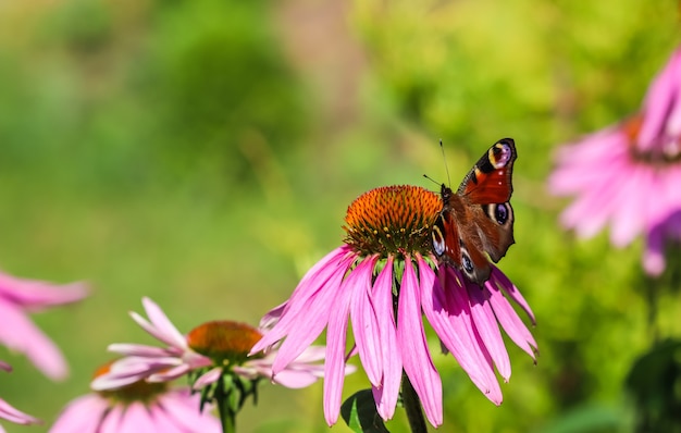 Bella farfalla di pavone europea colorata sull'echinacea viola del fiore in giardino soleggiato