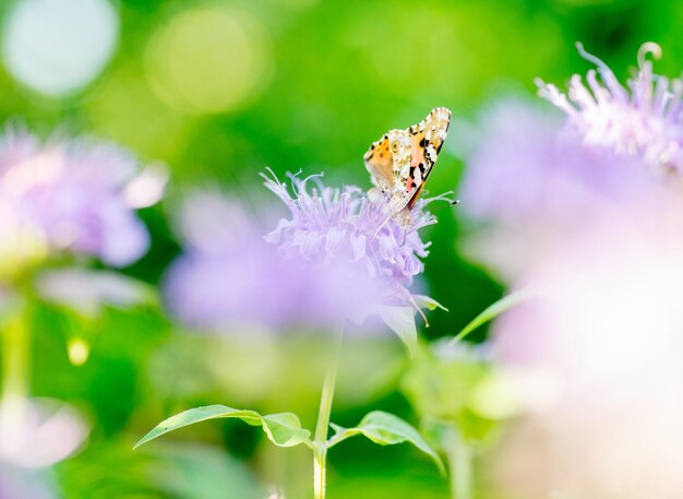 Bella farfalla eterogenea su un fiore viola su uno sfondo di foto macro verde