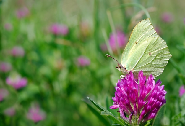 bella farfalla gialla su un prato fiorito