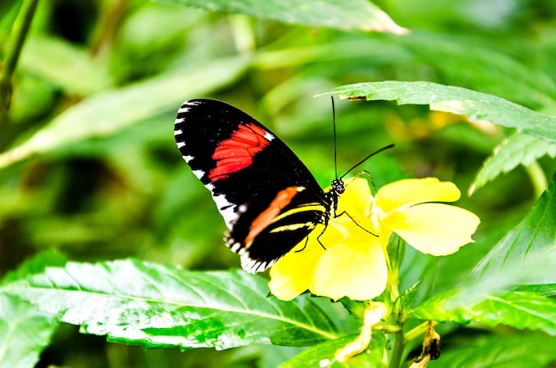 Bella farfalla Heliconius Melpomene sulle foglie verdi del giardino. Lepidotteri.