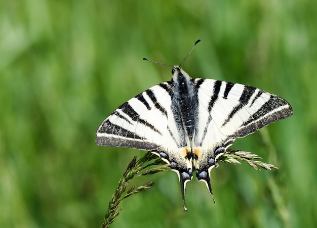 Bella farfalla in bianco e nero