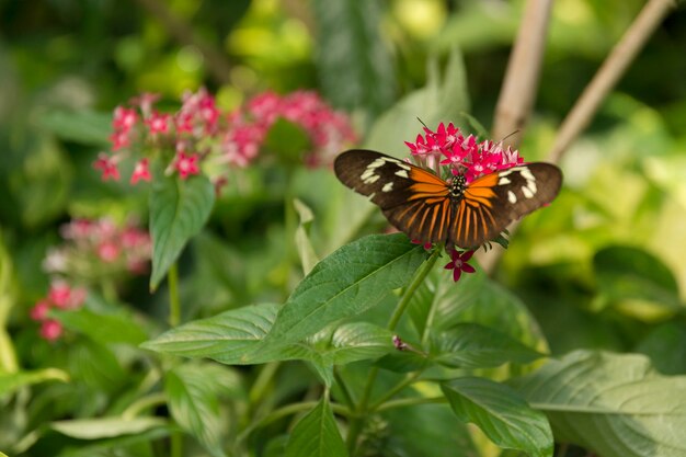 Bella farfalla, insetto su sfondo verde natura, fotografato a Schmetterlinghaus,