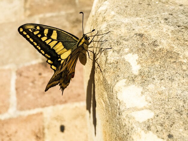 Bella farfalla monarca nella migrazione primaverile