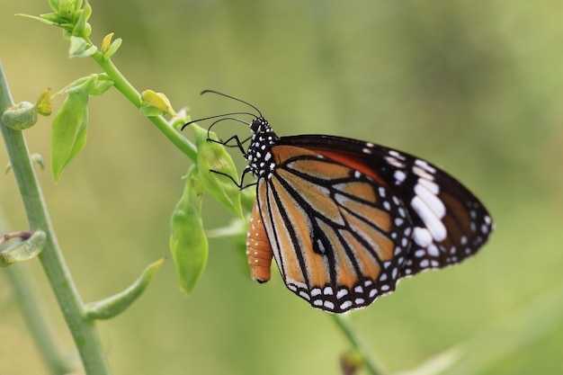 Bella farfalla monarca sulla foglia verde