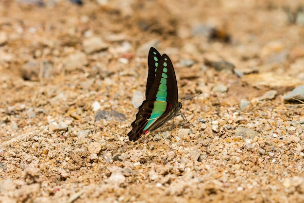 Bella farfalla nella foresta