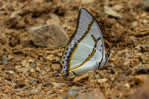 Bella farfalla nella foresta