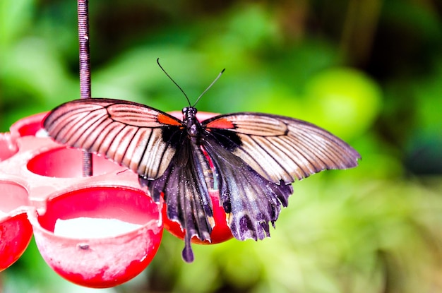 Bella farfalla Papilio Memnon su foglie verdi.Lepidopteron.