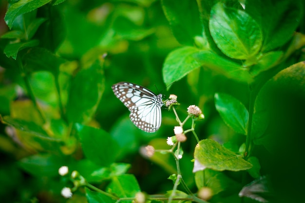 bella farfalla Parantica glea colore bianco e nero nel mezzo della foresta foto premium