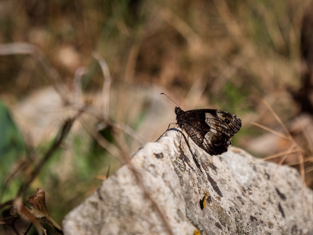 Bella farfalla su roccia in campagna