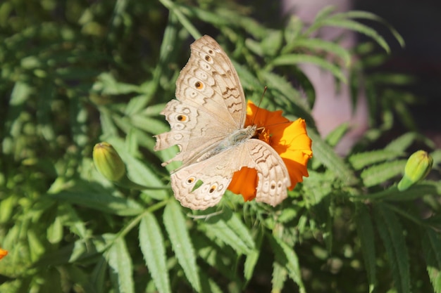 Bella farfalla su un fiore giallo AI generato