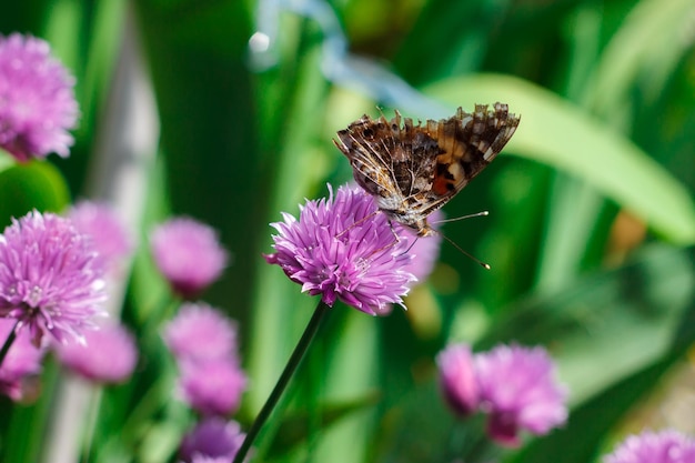 Bella farfalla su un fiore viola