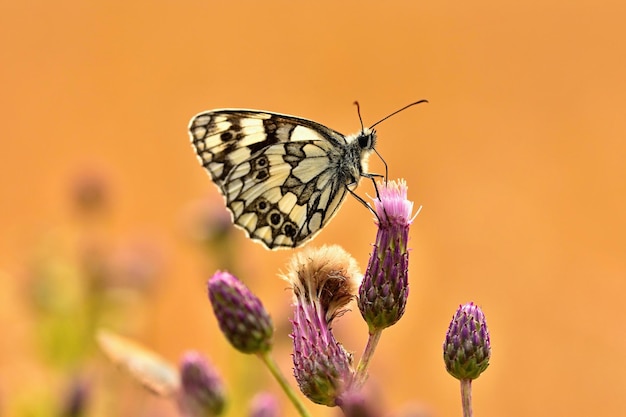 Bella farfalla su un fiore