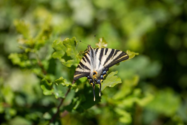 bella farfalla su una foglia Biodiversità e conservazione delle specie