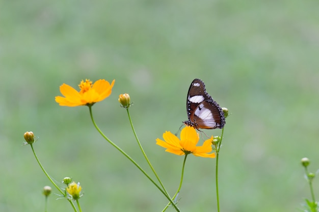 Bella farfalla sulla pianta del fiore