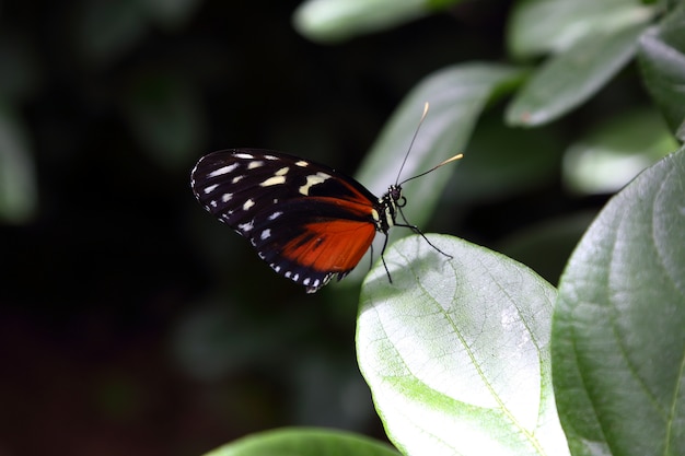 Bella farfalla tropicale su sfondo sfocato natura