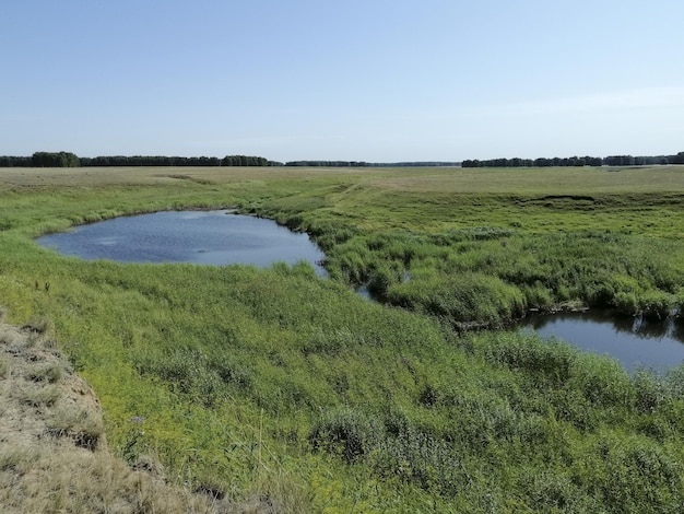 Bella fauna con laghi e ninfee Paesaggio con acqua I canneti