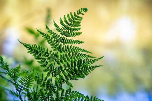 Bella felce verde a sfondo sfocato