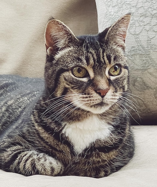 Bella femmina adulto tabby gatto sul divano a casa adorabile adorabile ritratto dell'animale domestico