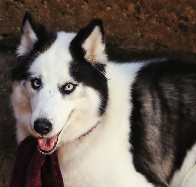 Bella femmina del husky siberiano.