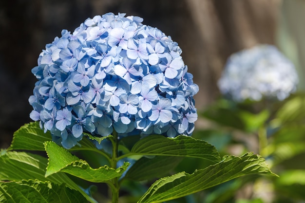 Bella fine blu del fiore di hortensia o dell'ortensia su, fiore in fioritura in primavera.