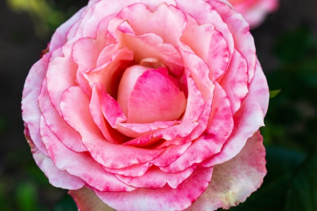 Bella fine del fiore della rosa di rosa su