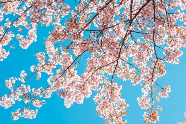 Bella fiore di albero di Sakura vintage (fiore di ciliegio) in primavera su sfondo blu del cielo. stile di tono di colore dell&#39;annata.