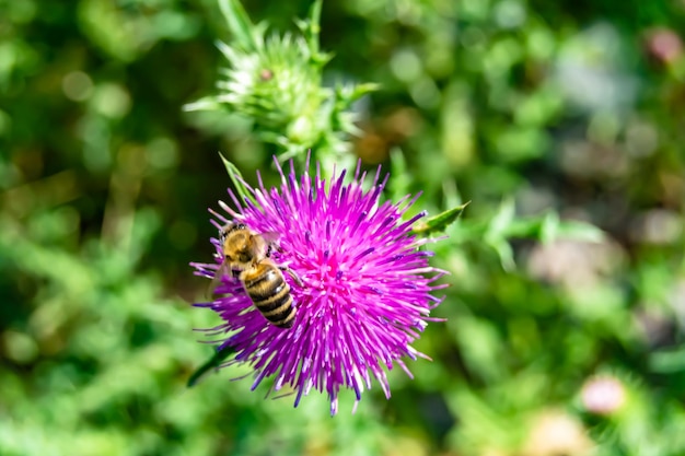 Bella fiore selvatico api alate sullo sfondo fogliame prato foto costituito da fiore selvaggio api lentamente vola a prato prato raccogliere nettare per il miele fiore selvitico api al prato erboso campagna