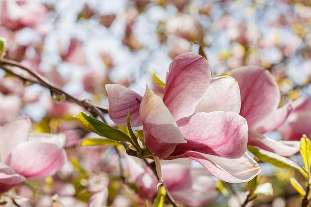 bella fioritura della magnolia contro il primo piano del cielo blu