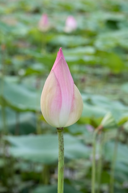 Bella fioritura della ninfea in stagno