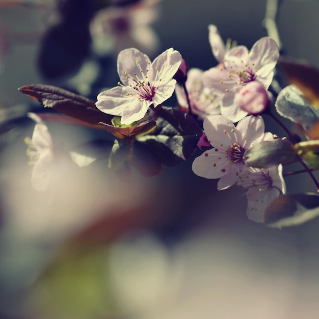 Bella fioritura di ciliegio giapponese Sakura sfondo stagionale Sfondo sfocato naturale all'aperto con albero in fiore in una giornata di sole primaverile